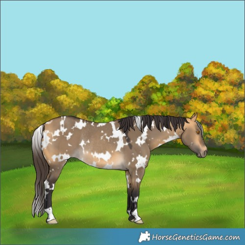 Horse Color:White Spotted Buckskin Dun Rabicano 