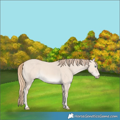 Horse Color:Perlino Dun Rabicano