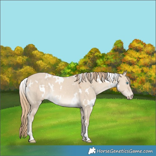 Horse Color:White Spotted Perlino Dun Rabicano 