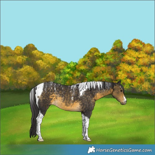 Horse Color:Powder White Buckskin Tobiano Rabicano 