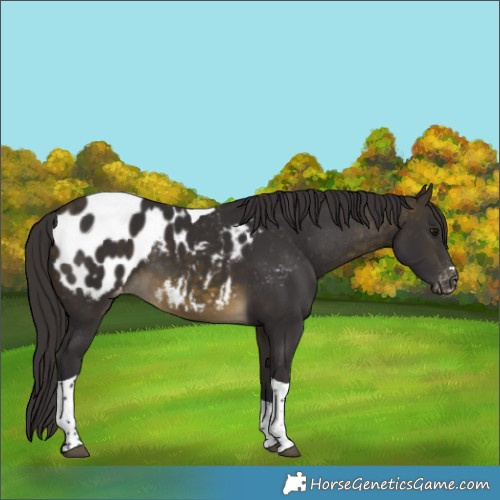 Horse Color:Buckskin Tobiano Appaloosa