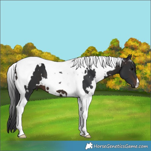 Horse Color:White Spotted Brown Tobiano 