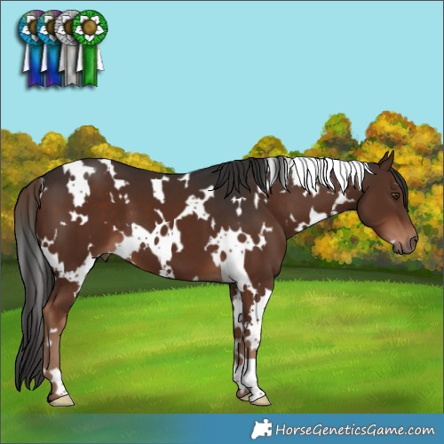 Horse Color:White Spotted Liver Chestnut 