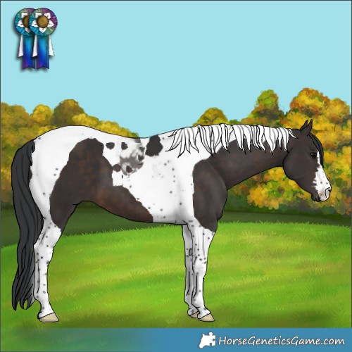 Horse Color:Brown Tobiano 