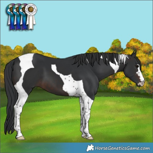 Horse Color:Brown Tobiano