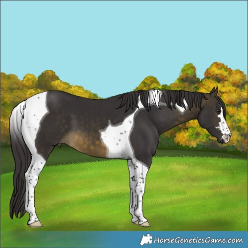 Horse Color:Buckskin Tobiano 