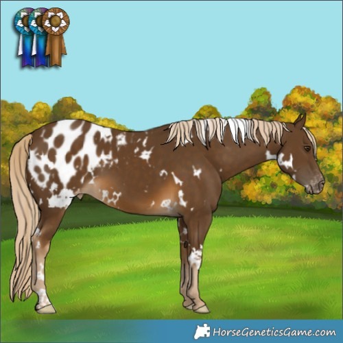 Horse Color:White Spotted Chocolate Palomino Appaloosa