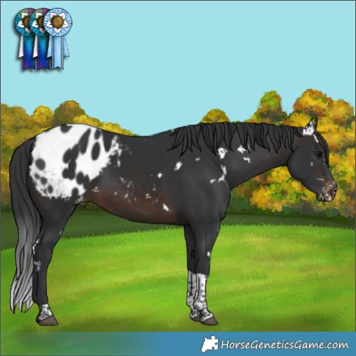 Horse Color:White Spotted Brown Tobiano Appaloosa 