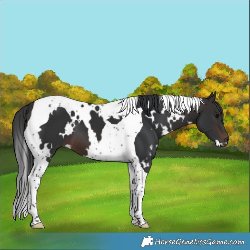 Horse Color:White Spotted Brown Tobiano 