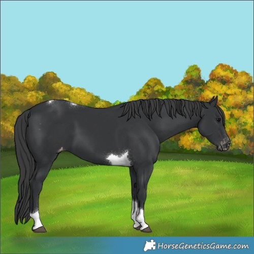 Horse Color:Black Tobiano Appaloosa 