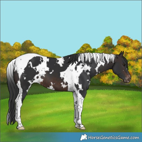 Horse Color:White Spotted Brown Tobiano Appaloosa 