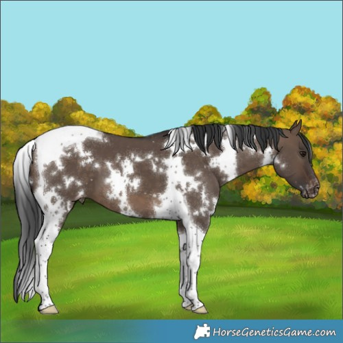 Horse Color:White Spotted Brown Dun Tobiano Appaloosa