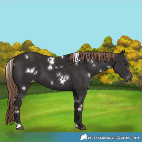 Horse Color:White Spotted Liver Chestnut Appaloosa