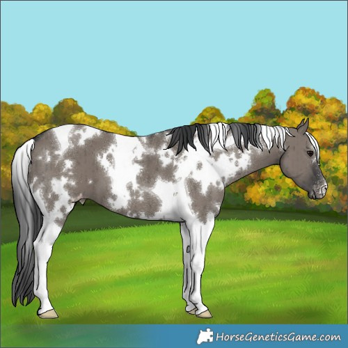 Horse Color:White Spotted Grullo Tobiano Appaloosa Brindle