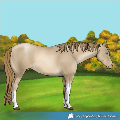 Horse Color:Black Snowdrop Pearl Tobiano Appaloosa