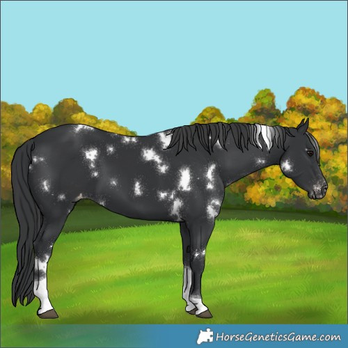 Horse Color:White Spotted Black Tobiano Appaloosa 
