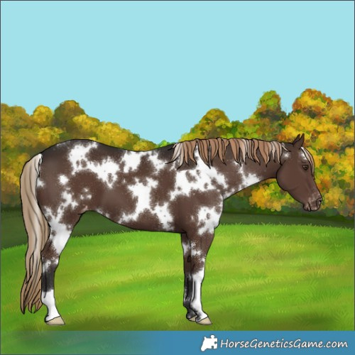 Horse Color:White Spotted Liver Chestnut Appaloosa