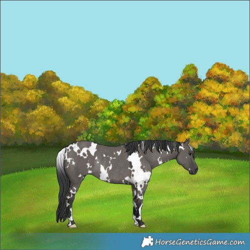 Horse Color:White Spotted Grullo Rabicano 