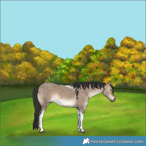 Horse Color:Bay Dun Tobiano Rabicano