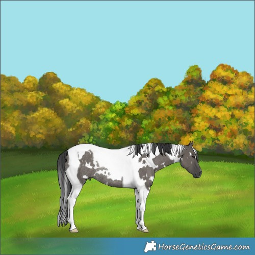 Horse Color:White Spotted Grullo Tobiano Rabicano
