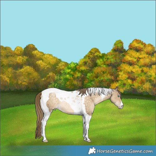 Horse Color:Buckskin Pearl Tobiano Rabicano 