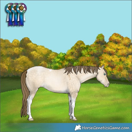 Horse Color:Buckskin Pearl Dun Tobiano Rabicano 