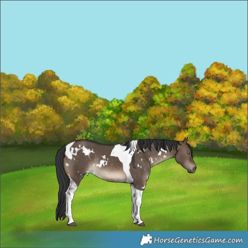 Horse Color:White Spotted Brown Dun Tobiano Rabicano