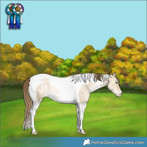 Horse Color:Smoky Grullo Pearl Tobiano Appaloosa Rabicano