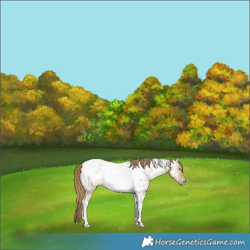 Horse Color:Buckskin Pearl Dun Tobiano Appaloosa Rabicano