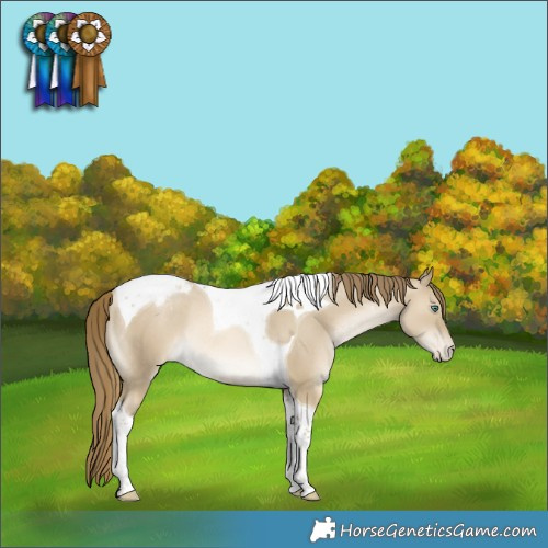 Horse Color:Smoky Grullo Pearl Tobiano Appaloosa Rabicano 