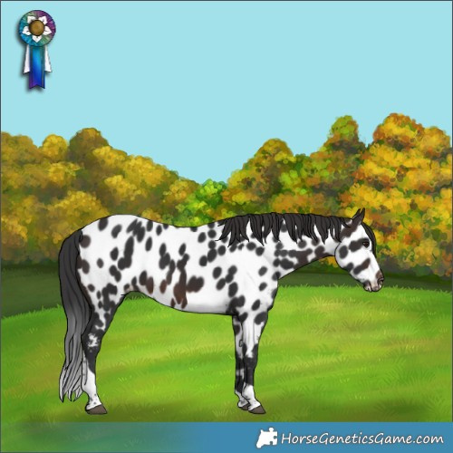 Horse Color:Brown Tobiano Appaloosa Rabicano 