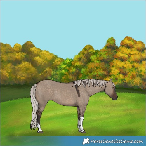 Horse Color:Silver Brown Dun Tobiano Rabicano