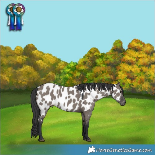 Horse Color:Grullo Appaloosa 