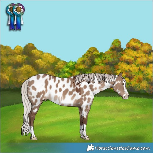 Horse Color:Silver Grullo Splash Appaloosa