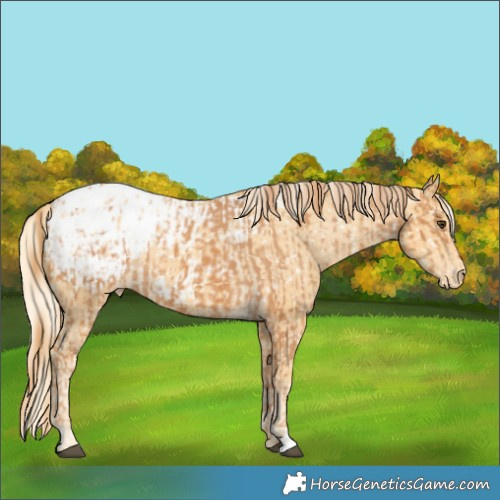 Horse Color:Chestnut Blanket  and Palomino Blanket 