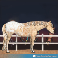 Horse Color:Chestnut Blanket  and Palomino Blanket 