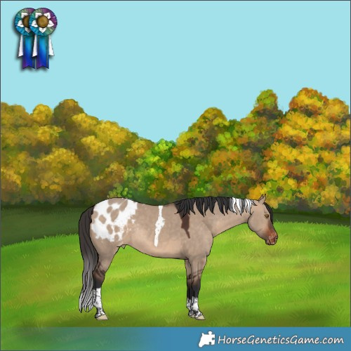 Horse Color:Brown Dun Tobiano Appaloosa Rabicano