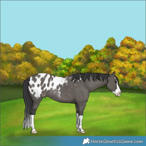 Horse Color:Grullo Splash Appaloosa Rabicano