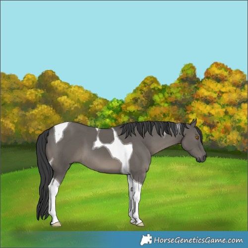 Horse Color:Grullo Tobiano