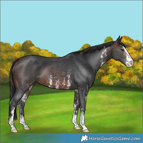 Horse Color:Brown Sabino Rabicano