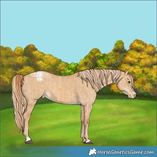 Horse Color:Red Dun Snowflake Varnish and Red Dun Snowflake Varnish