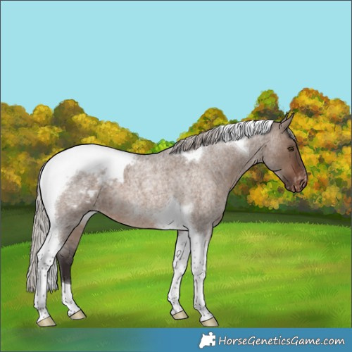 Horse Color:Silver Brown Roan Dun Tobiano Appaloosa 