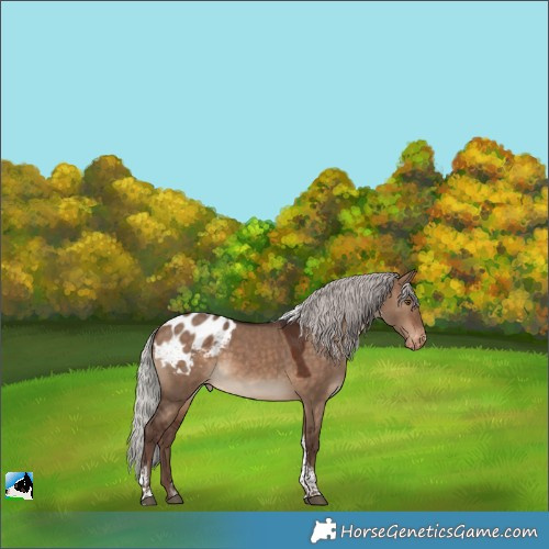 Horse Color:Silver Bay Dun Tobiano Blanket Rabicano