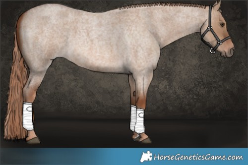Horse Color:Red Dun Roan