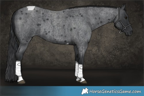 Horse Color:Blue Roan Tobiano