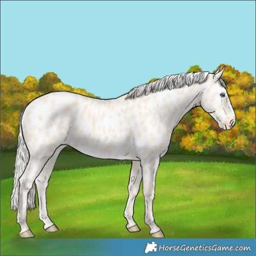 Horse Color:Cremello Near Leopard