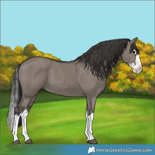 Horse Color:Unknown