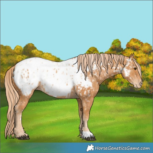 Horse Color:Chestnut Near Leopard and Chestnut Near Fewspot