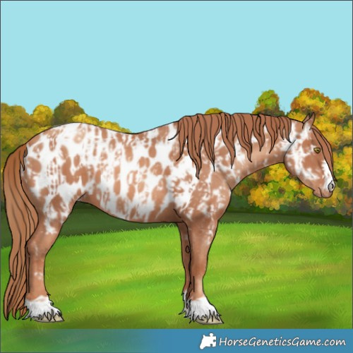 Horse Color:Gold Champagne Near Leopard  and Gold Champagne Near Leopard 