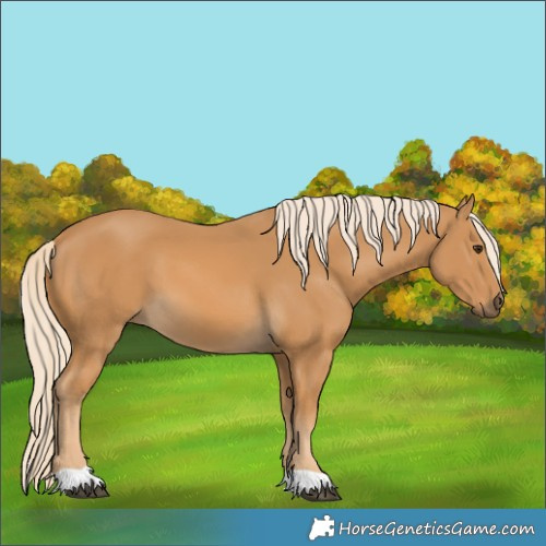 Horse Color:Palomino